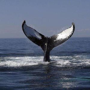 三黑战斗刘玥闺蜜哪里看
